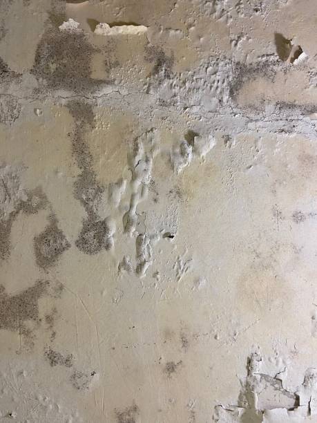 Best Commercial Mold Removal  in Southside, AL