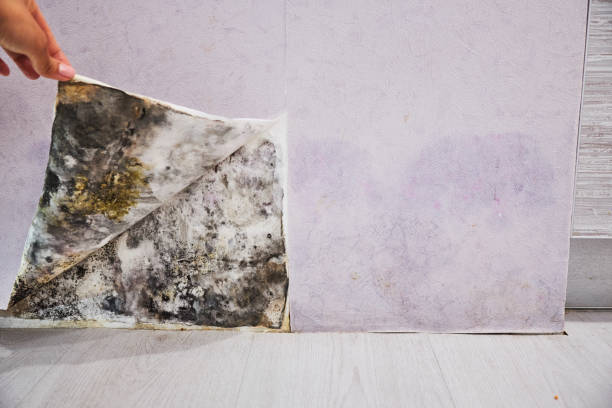 Best Certified Mold Removal  in Southside, AL